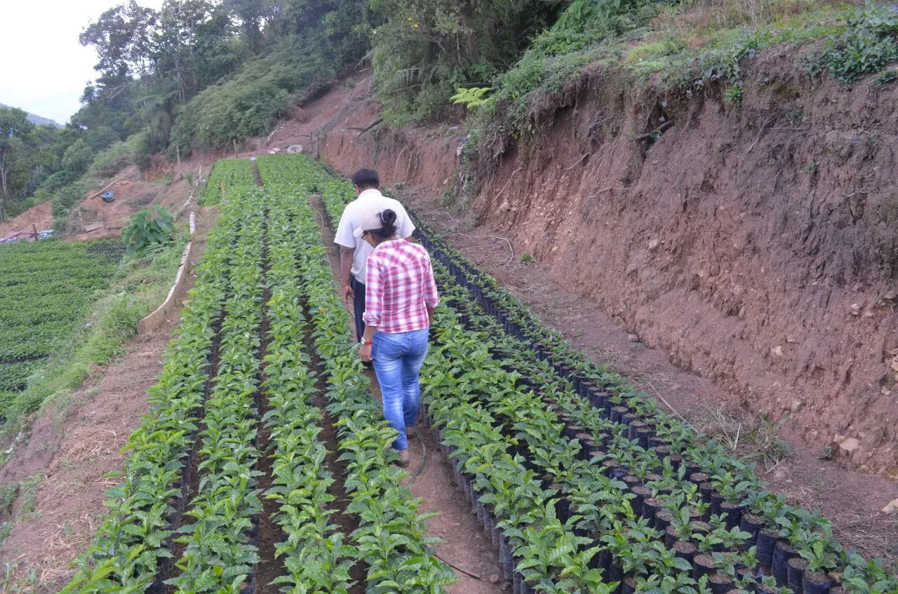 Bolivia Microlot: Celso Mayta (Café Golondrina) Available at Continental (NJ) and Salisbury, MA