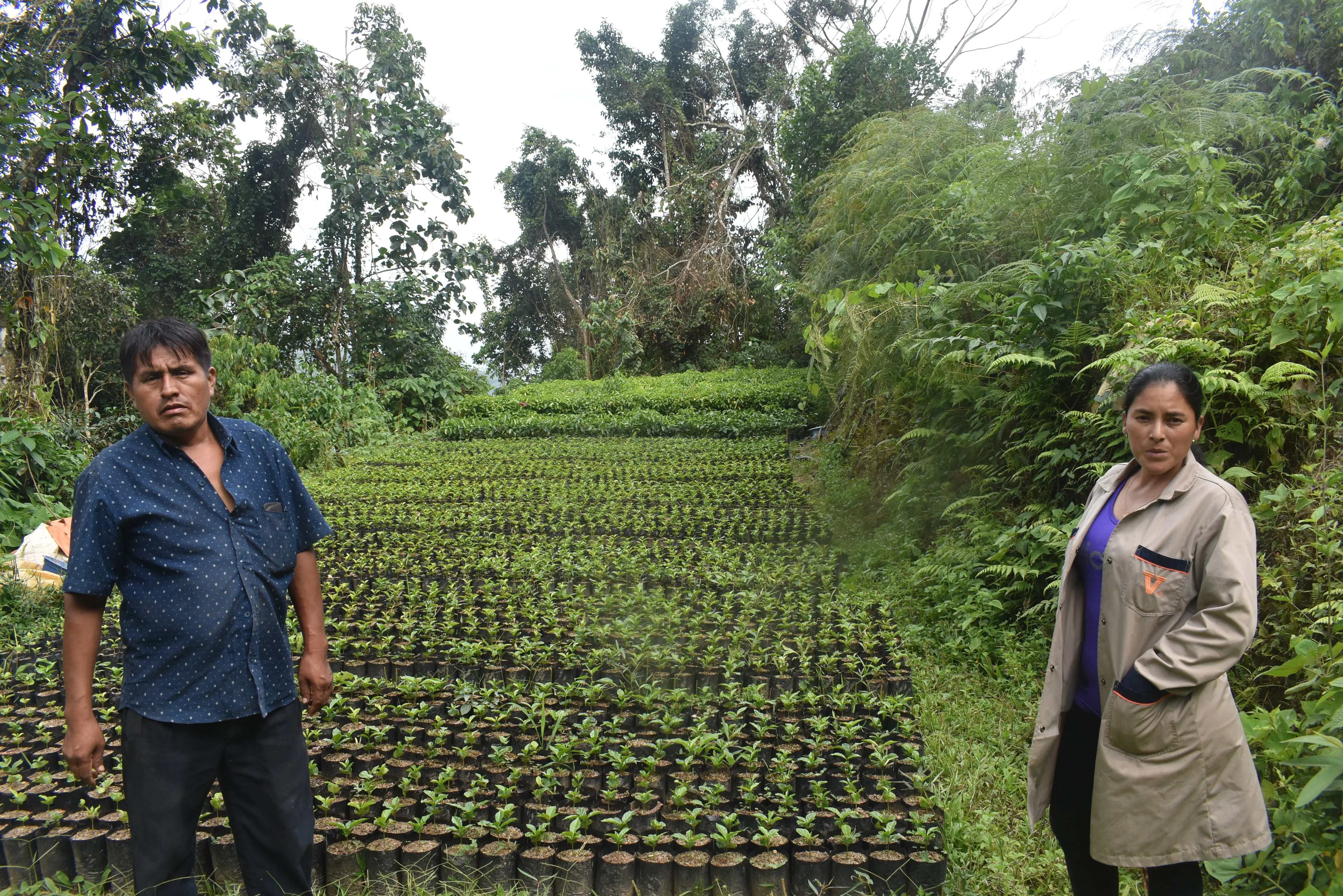 Bolivia Microlot: Celso Mayta (Café Golondrina) Available at Continental (NJ) and Salisbury, MA