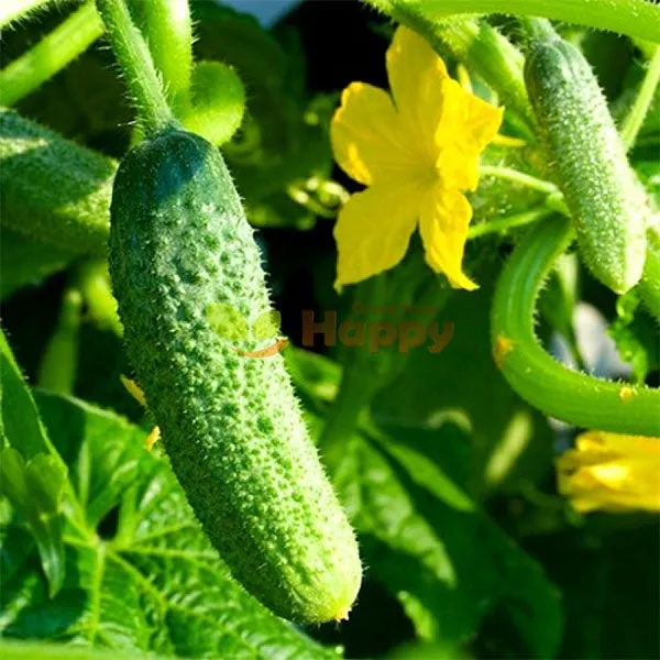 Cucumber Calimbo (Gherkin) F1 Seeds