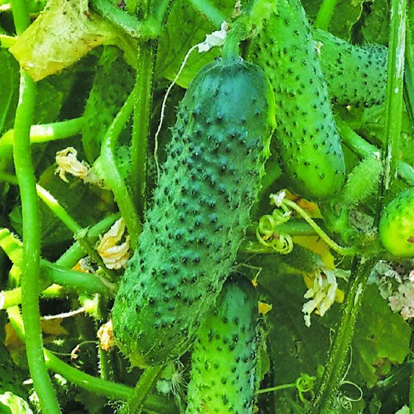 Cucumber Calimbo (Gherkin) F1 Seeds